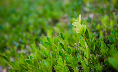 Close-up of culturally growing bushes as part of landscape design.
