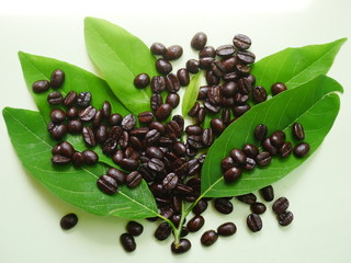 organic coffee beans and coffee leaf