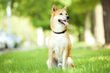 Shiba inu dog sitting on the grass in park