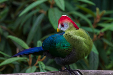 rainbow lorikeet in a tree. Red crested tauraco