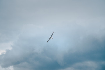 Lonely white seagull flying in the cloudy sky before the storm.