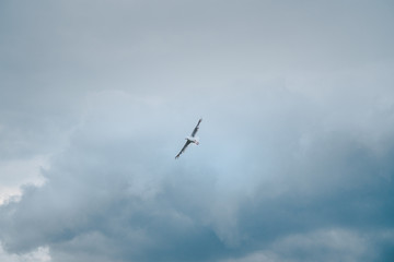 Lonely white seagull flying in the cloudy sky before the storm.
