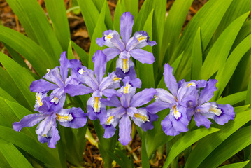 Crested iris (Iris christata); a wildflower native to southern and midwestern U.S. wooded uplands.