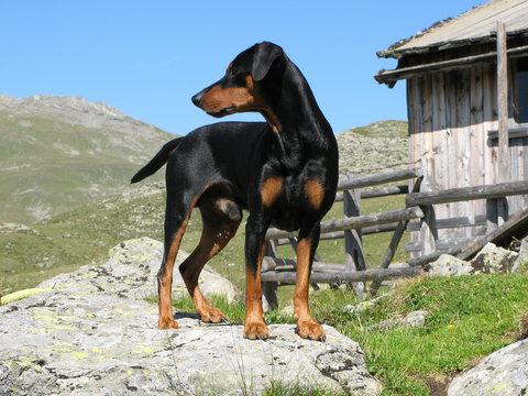 German Pinscher