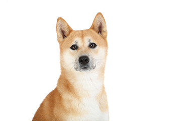 Shiba inu dog isolated on white background