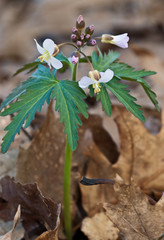 Cut-leaved toothwort (Cardamine concatemata) in early spring woodland in central Virginia.
