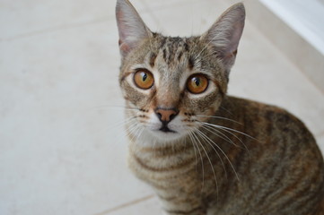 Brown cat with brown eyes