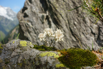 geschützte Alpenblume Edelweiss auf Fels 