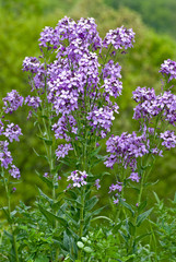 Obraz premium Dame's rocket (Hesperis matronalis) in central Virginia in spring. This highly invasive alien plant has established itself throughout North America and other parts of the world.