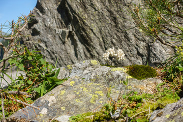 geschützte Alpenblume Edelweiss auf Fels 