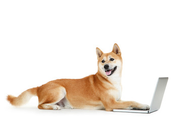 Shiba inu dog with laptop computer on white background
