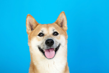 Shiba inu dog on blue background