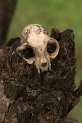 A cat scull on a tree stump