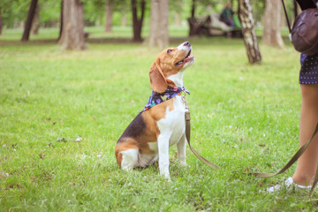 Naklejka na ściany i meble beagle, faithful loyal friend, walking in spring park