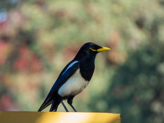 Yellow- Billed Magpie on park bench sacramento ca .