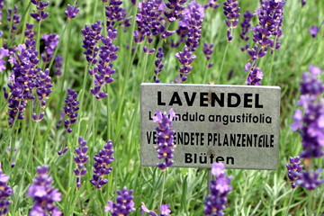 Lavendelpflanzen mit Informationsschild in einem Kräutergarten, Lavendelblüten, Lavendel,...