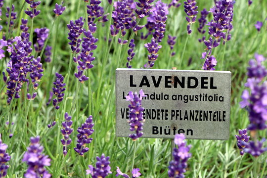 Lavendelpflanzen mit Informationsschild in einem Kräutergarten, Lavendelblüten, Lavendel, Lavandula angustifolia, Lavandula officinalis