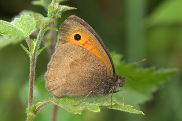 The Scotch Argus butterfly (Erebia aethiops) on a green foliage background.