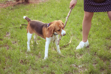 beagle, faithful loyal friend, walking in spring park