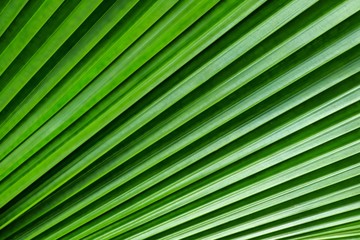 Obraz premium Diagonal stripes of green leaf background, Close up Sumawong’s leaf palm.