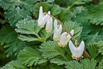 Dew-covered blossoms and leaves of Dutchman's breeches (Dicentra cucullaria)