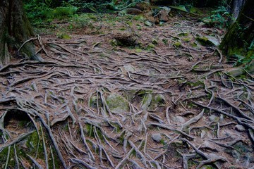 Roots