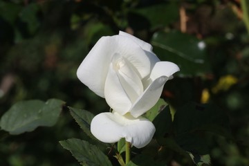 Rose blanche