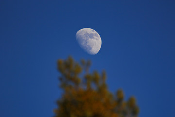 Zunehmender Mond in der Dämmerung mit goldenem Henkel