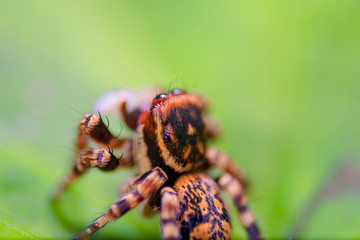 A tiny Jumping spider. Close - up,  Macro photography.