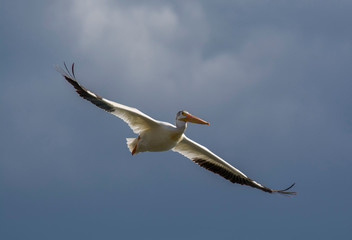 American White Pelican