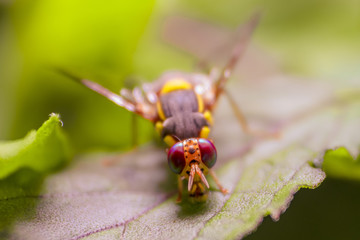 An Oriental Fruit flies, The Pest.