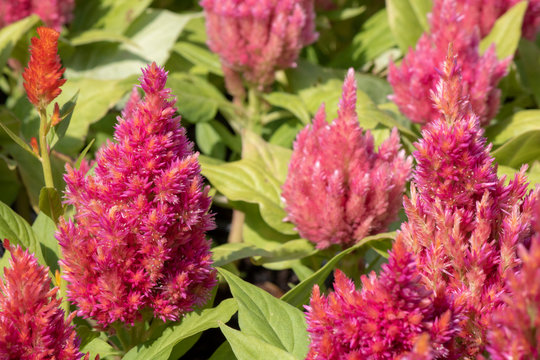 Close-up of cockscomp (Celosia cristata) plant. It has green leaves in red color.