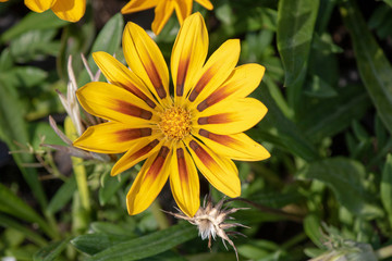Close up shoot of treasure flower (Gazania rigens).