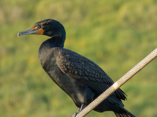 double-crested cormorant resting on rope Nimbus Fish Hatchery