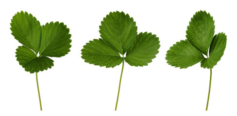 Set of fresh green strawberry leaves isolated on white background. Close up. - Powered by Adobe