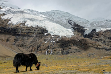 Black yak grazes in the meadows under a breathtaking glacier in the Himalayas.
