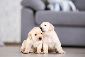 Beautiful labrador puppies at home