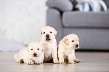 Beautiful labrador puppies at home