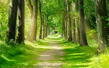 Beautiful Green Forest trees with morning sunlight, Path in spring forest