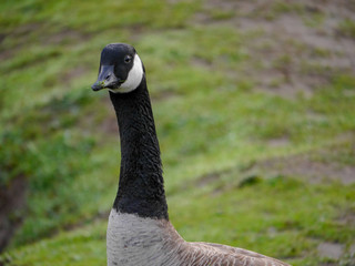 Canada Goose With Grass still in beak