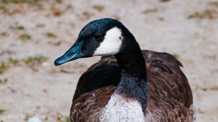 portrait of a duck