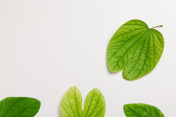 Dussehra greeting card using apta / Bauhinia racemosa