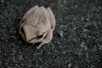 Common tree frog, four-lined tree frog, golden tree frog, (Polypedates leucomystax)