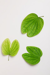 Dussehra greeting card using apta / Bauhinia racemosa