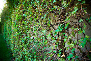 gray concrete wall covered with greenery. Ivy Hedge along a wall in the Street