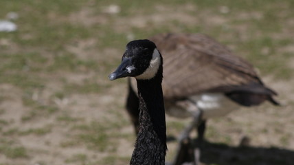 portrait of a goose