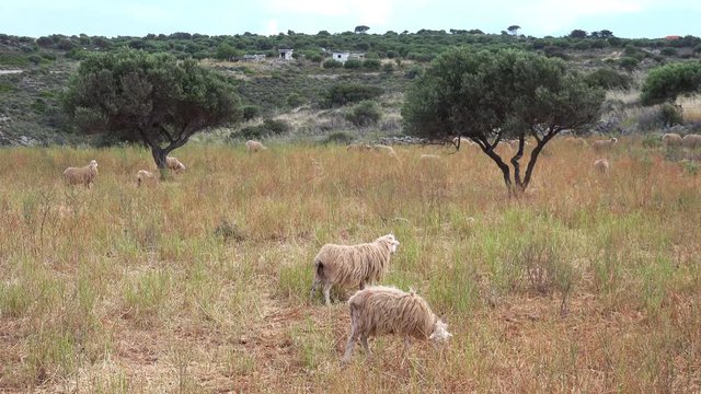 Sheeps walking and eating grass in pasture on Crete island. Family of cute mammals feeding in meadow Picturesque view with mediterranean fauna in wilderness. Traditional agriculture in Greece