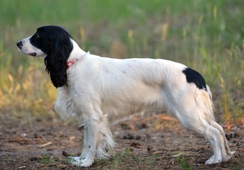 spaniel