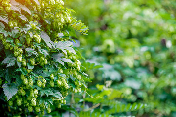  Fresh and Ripe Hops ready for harvesting. Beer production ingredient. Brewing concept. Fresh Hop over blurred nature green background with sun beams.