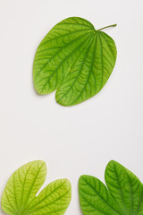 Dussehra greeting card using apta / Bauhinia racemosa